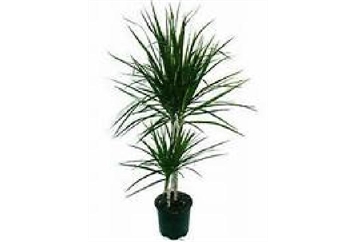 Marginata Plant Pink - 6ft in Miami, Ft. Lauderdale, Palm Beach