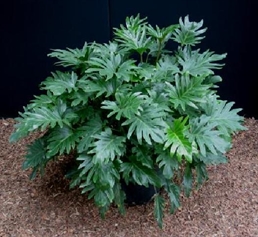 Xanadu Plant - 2ft in Orlando