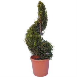 Topiary Tree 6ft Spiral in Orlando