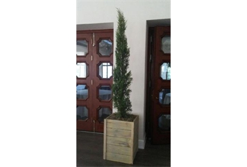 Italian Cypress Tree 6ft in Orlando