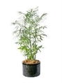 Bamboo Tree 4ft M in Orlando