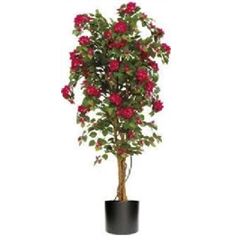 Bougainvillea Trellis Tree 4ft U in Orlando