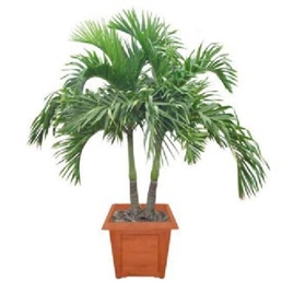 Adonidia Palm Tree 6ft U in Orlando