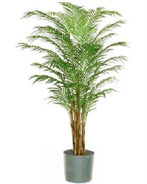 Areca Palm Tree 6ft M in Orlando