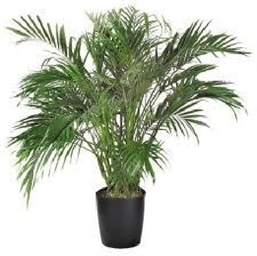 Cataracterum Palm Tree 6ft M in Orlando