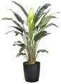 Bird of Paradise Tree 6ft M in Orlando