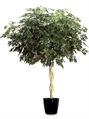 Arboricola Tree 6ft U in Orlando
