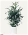 Bamboo Chamaedorea Tree 6ft M in Orlando