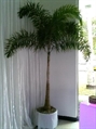 Foxtail Palm Tree 6ft M in Orlando
