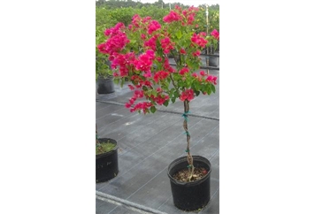 Bougainvillea Tree 8ft M in Orlando