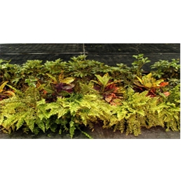 Foliage Stage Enhancement Small - 2ft 6in in Orlando