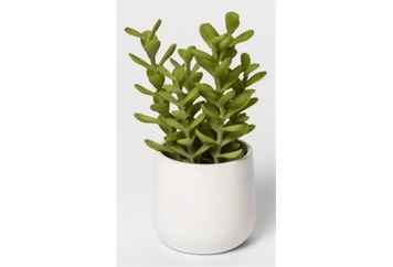 Faux Small Succulent Colletis Plant - 0ft 8in in Miami, Ft. Lauderdale, Palm Beach