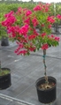 Bougainvillea Tree 8ft U in Naples, Marco Island, Ft. Myers