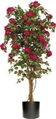 Bougainvillea Trellis Tree 8ft U in Naples, Marco Island, Ft. Myers