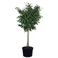 Ficus Benjamina Tree 10ft M in Naples, Marco Island, Ft. Myers