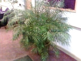 Roebelenii Tree 8ft M in Naples, Marco Island, Ft. Myers