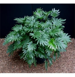 Xanadu Plant - 4ft in Orlando